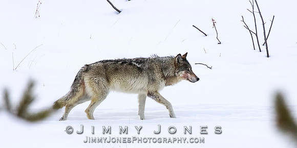 '06 Female Wolf