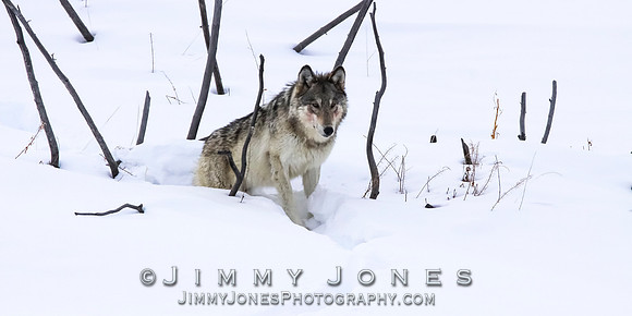 '06 Female Wolf