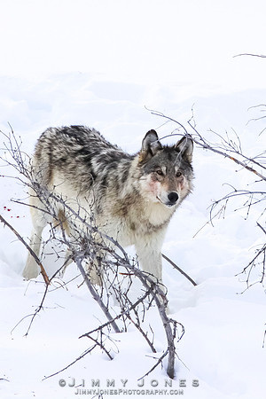 '06 Female Wolf