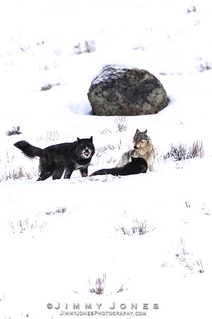 '06 Female Wolf / Held Captive By The Blacktail Pack w/ 302