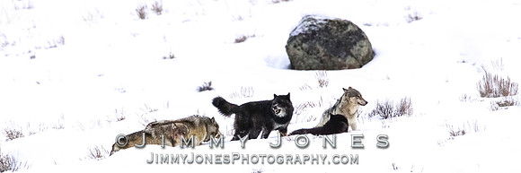 '06 Female Wolf / Held Captive By The Blacktail Pack w/ 302