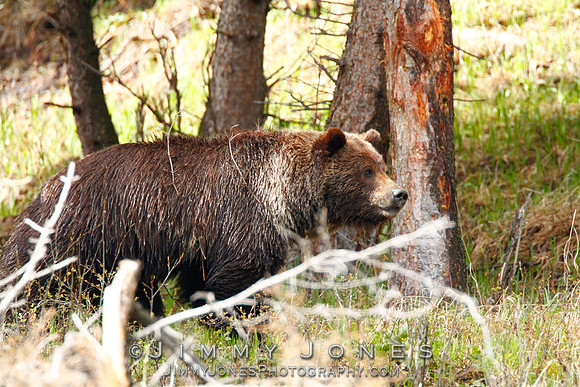 Grizzly Bear