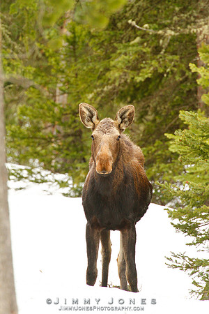 Moose
