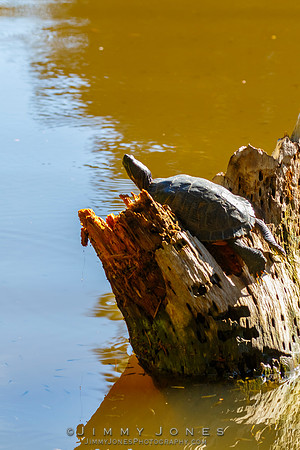 Red-eared Slider