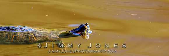 Red-eared Slider