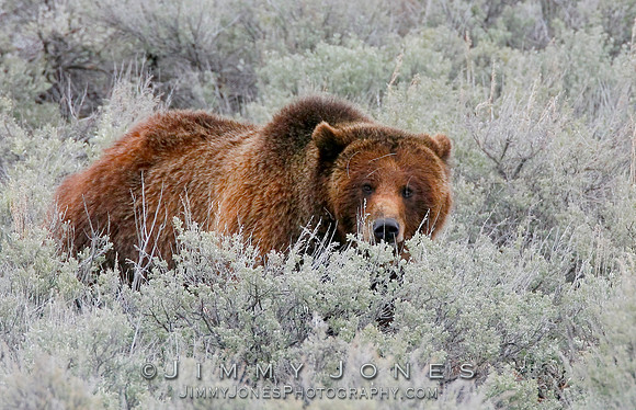 Grizzly Bear Boar