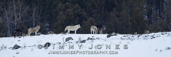 Canyon pack wolves - BS/P0458