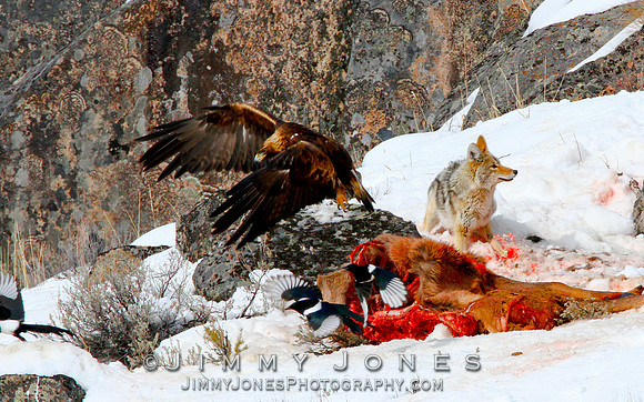 Coyote vs Golden Eagle