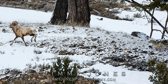 Coyote Chasing Big Horn Ram