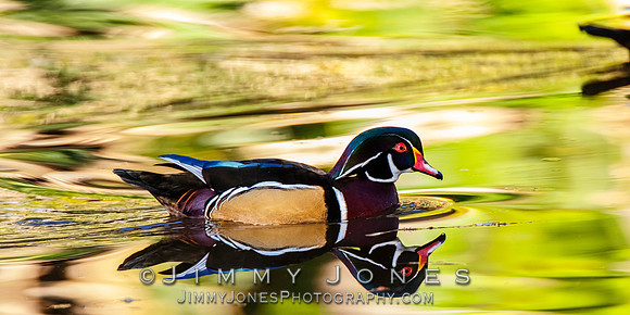 Wood Duck