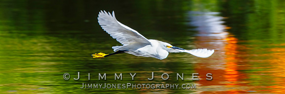 Snowy Egret
