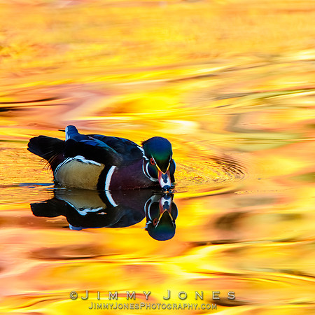 Wood Duck