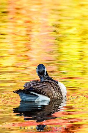 Canada Goose