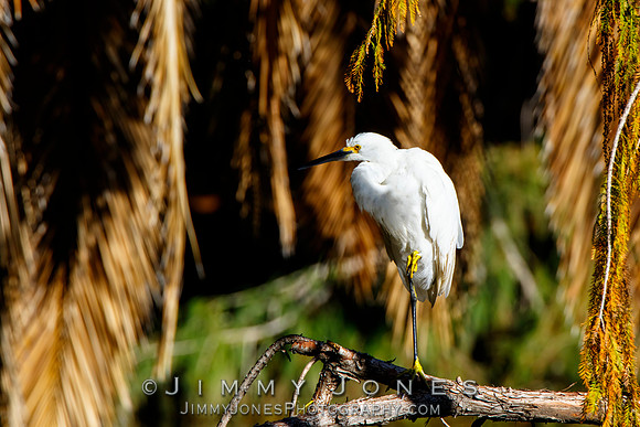 Snowy Egret
