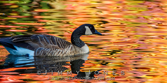 Canada Goose