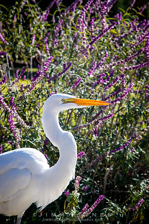 White Egret