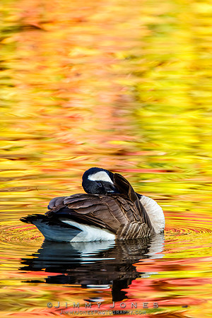 Canada Goose