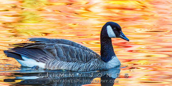 Canada Goose
