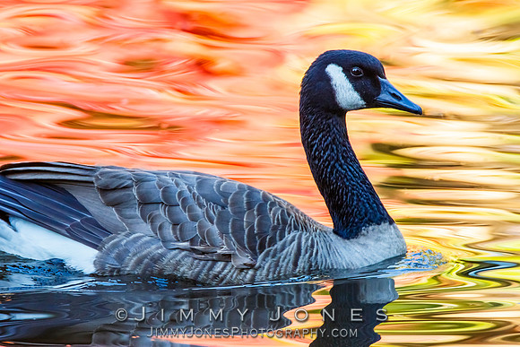 Canada Goose