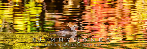 Hooded Merganser ~ Female