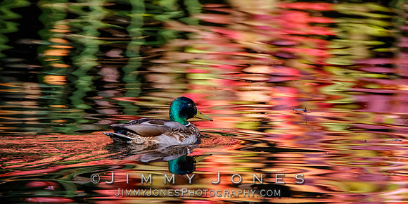 Mallard