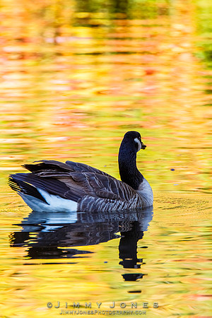 Canada Goose