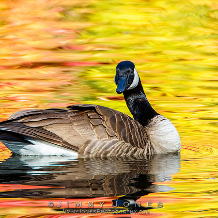 Canada Goose
