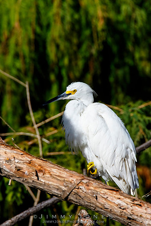 Snowy Egret