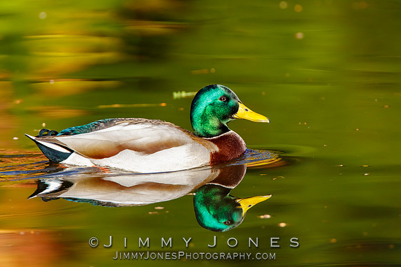 Mallard