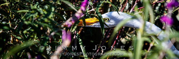 White Egret
