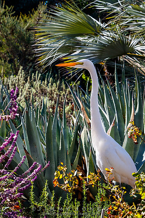White Egret