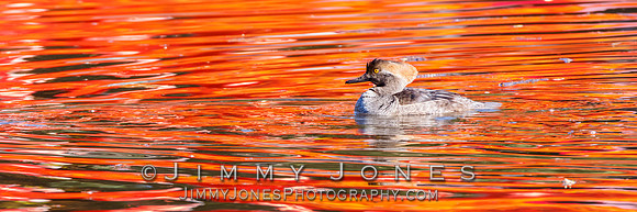 Hooded Merganser ~ Female