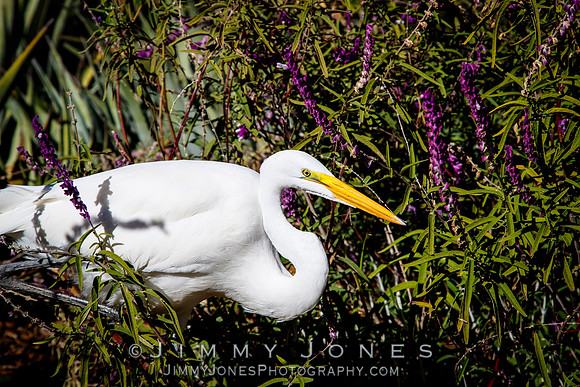 White Egret