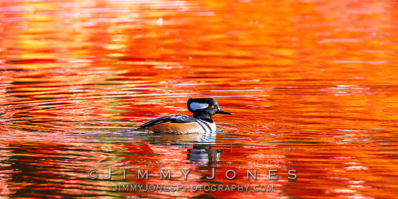 Hooded Merganser ~ Male