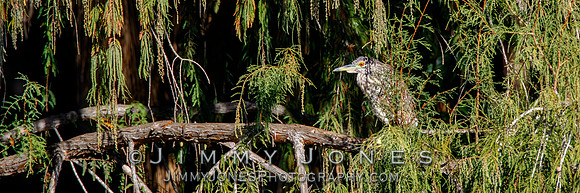 Night Heron