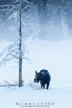 Moose Cow