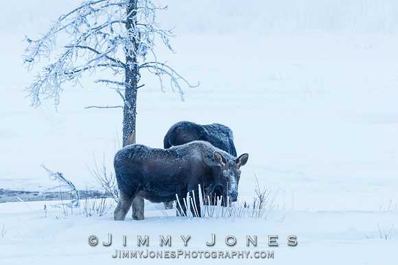 Moose Cow and Calf