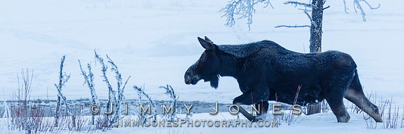 Moose Cow
