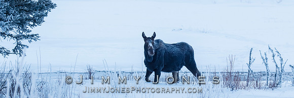 Moose Cow