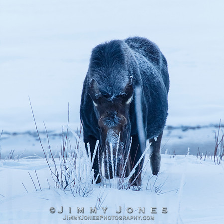 Moose Cow