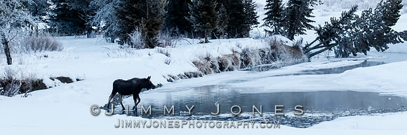 Moose Calf