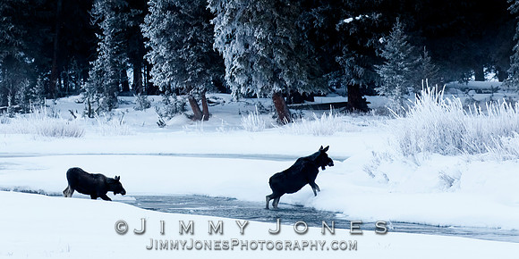 Moose Cow and Calf