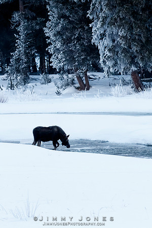 Moose Calf