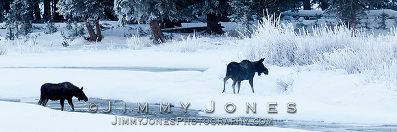Moose Cow and Calf