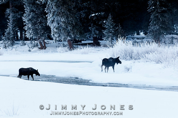 Moose Cow and Calf