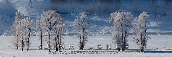 Lamar Valley Cottonwoods
