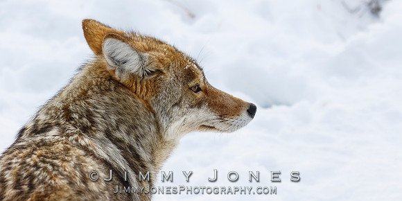 Coyote