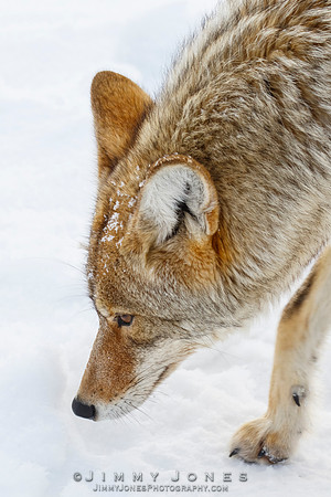Coyote