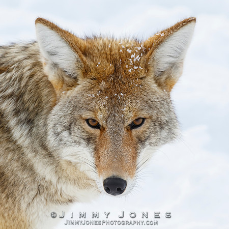 Coyote