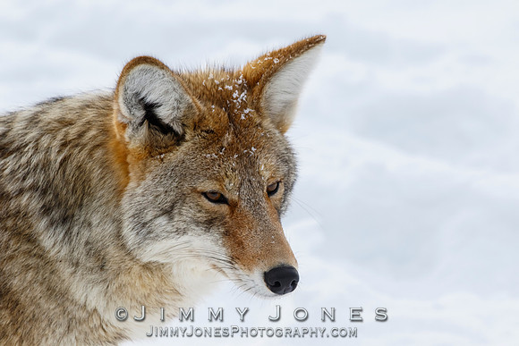 Coyote